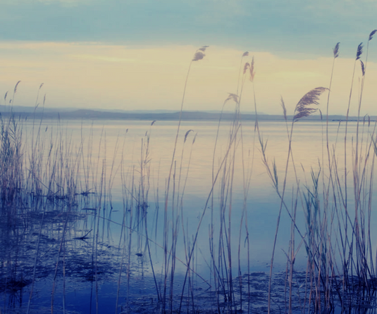 Fly High: Waterfowl Pursuit Box